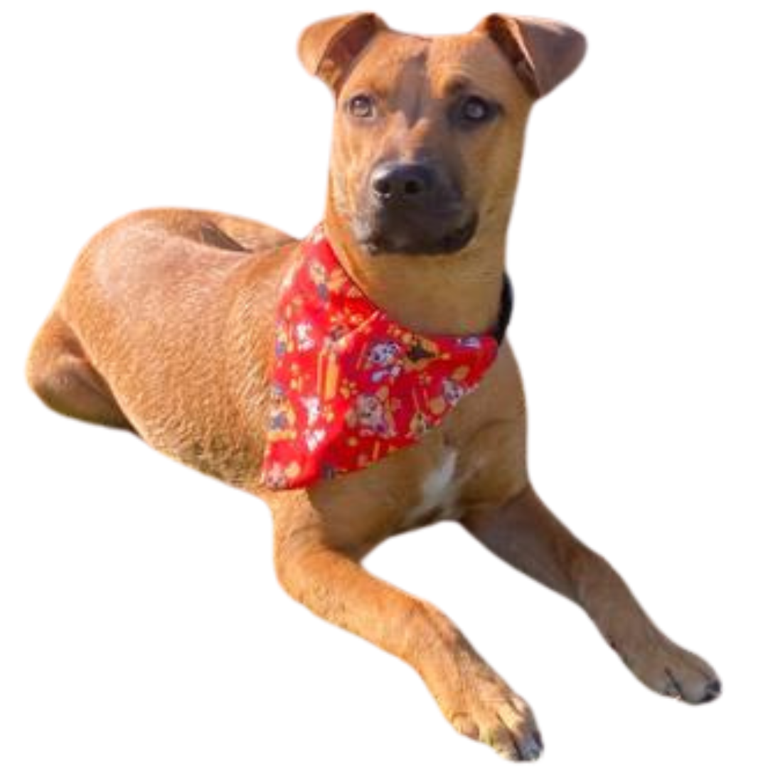 Paw Patrol Red Bandana Collar